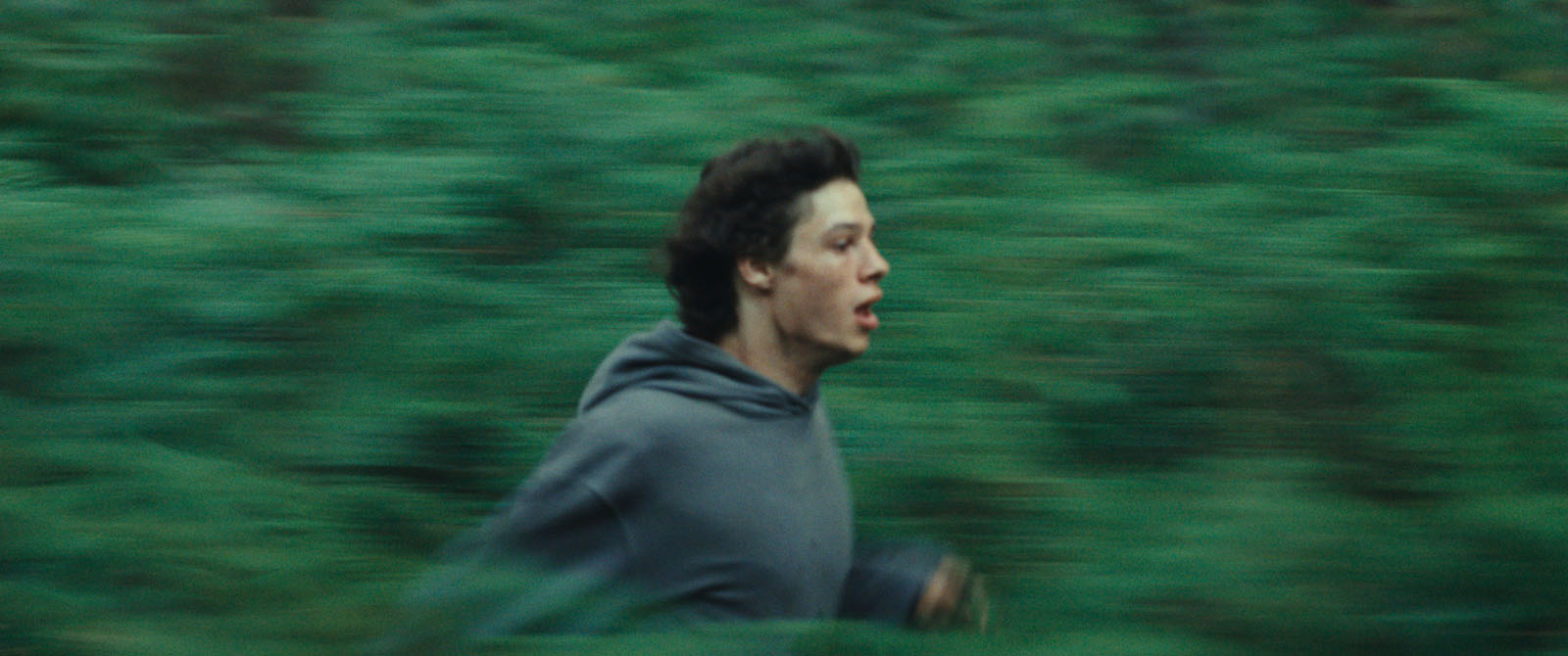 règne animal image.jpg